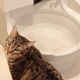 Image for article titled CatGenie Litter Box: The Clean Fresh Smell of Civilization's Discontents